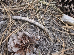 GC046