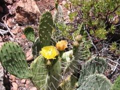 GC071